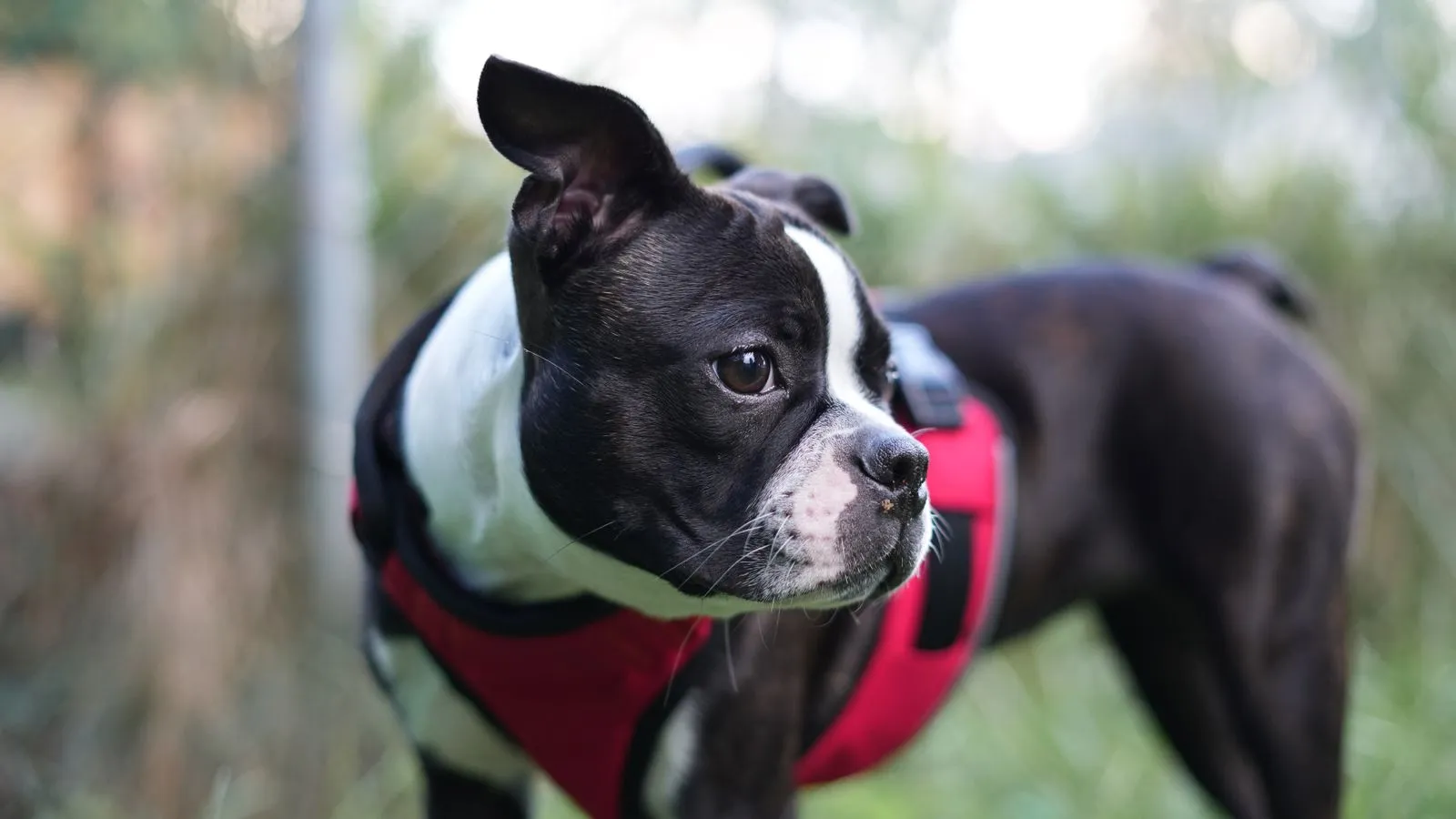 Preparing Your Dog for a First Walk