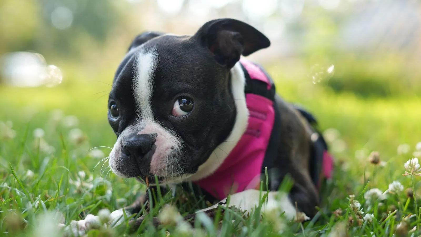 Walking Dogs Safely Through Boston Seasons